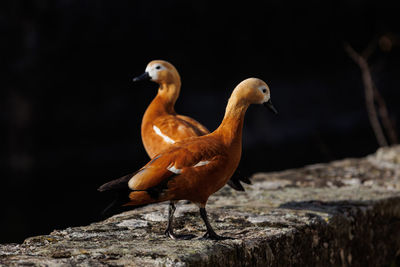 Two beautiful colorful ducks on dark backround