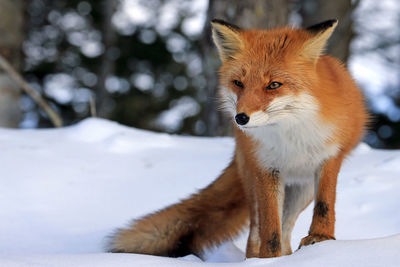 Fox on snow field