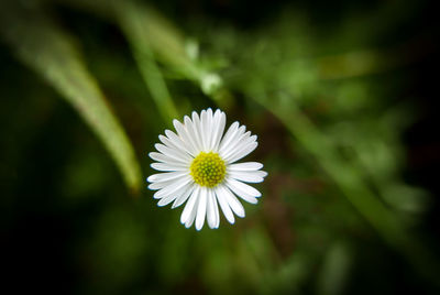 Close-up of white flower blooming outdoors