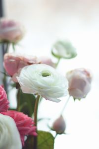 Close-up of pink roses
