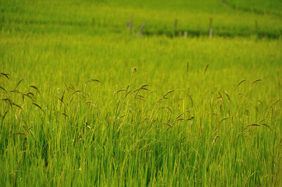 Crops growing on field