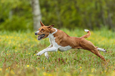 Young basenji dog competing in running in the green field on lure coursing competition