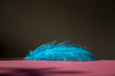 Close-up of peacock