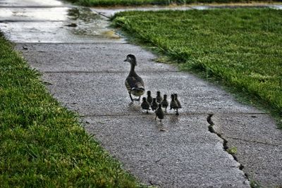 Duck walking together with ducklings