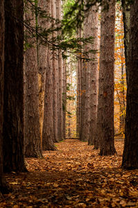 Footpath amidst trees in forest during autumn