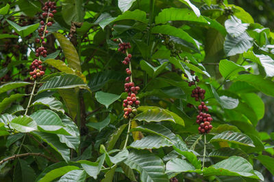 Low angle view of berries growing on tree