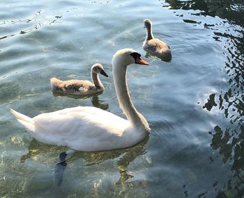 Swans swimming in lake