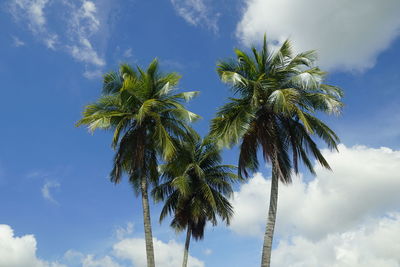 Low angle view of palm tree against sky