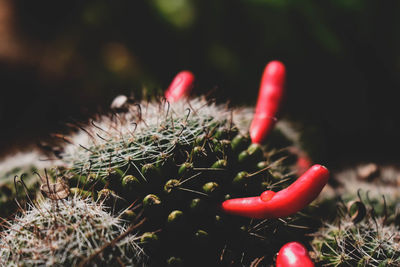 Close-up of red cactus growing on field