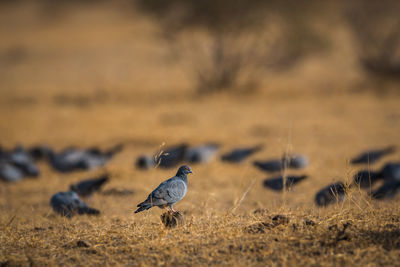 Close-up of bird perching on a land