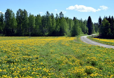 Scenic view of yellow flowering trees on field against sky