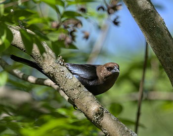 Close-up of bird perching on branch