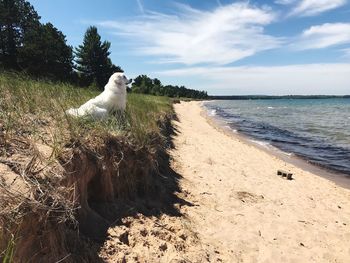 Dog sitting on beach against sky