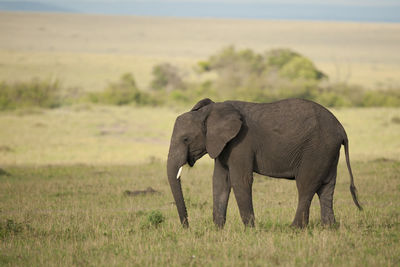 Elephant in a field