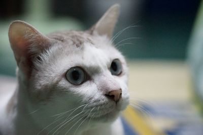 Close-up of cat looking away