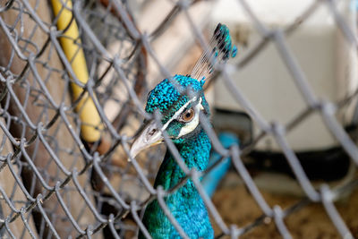 Close-up of peacock