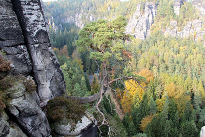 Scenic view of pine trees in forest during autumn