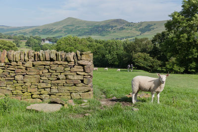 Rural landscape with shep grazing on green grassy meadow