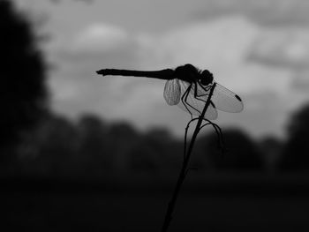 Close-up of dragonfly on plant against sky