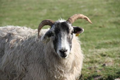 Portrait of sheep on field