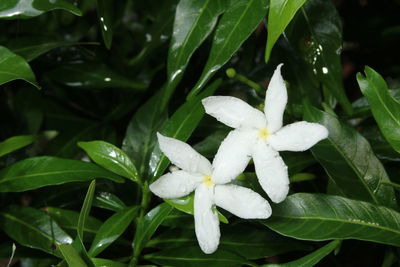 Close-up of raindrops on white flowering plant