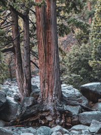 Trees in forest