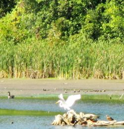 Scenic view of river in forest