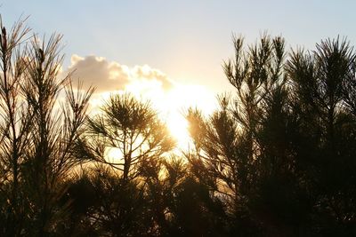 Low angle view of trees against sky at sunset