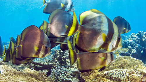 View of fish in sea