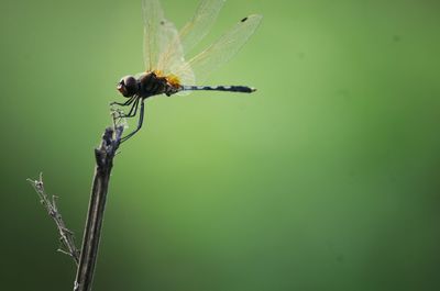 Close-up of insect on plant
