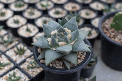 Green cactus gymnocalycium on pot.