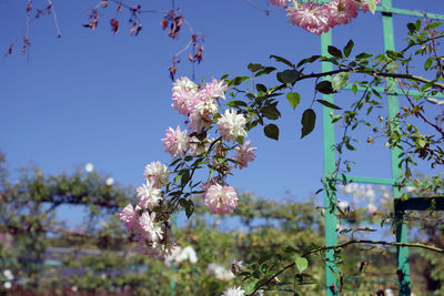 Close-up of cherry blossom against sky