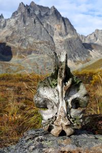 Close-up of tree on rock against sky