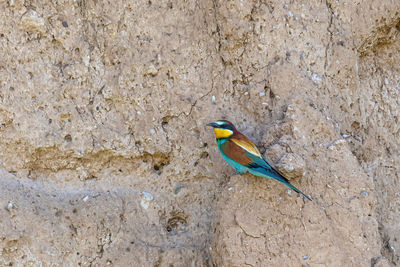 Close-up of bird perching on rock