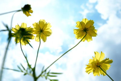 Low angle view of yellow flowering plant against sky