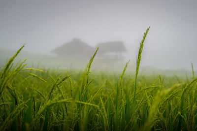 Close-up of crops growing on field against sky