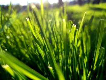 Close-up of fresh green grass in field