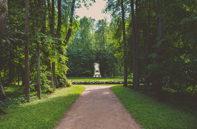 Footpath amidst trees in forest