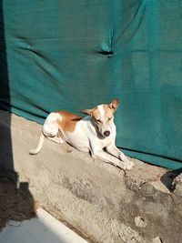 High angle view of dog relaxing on wall