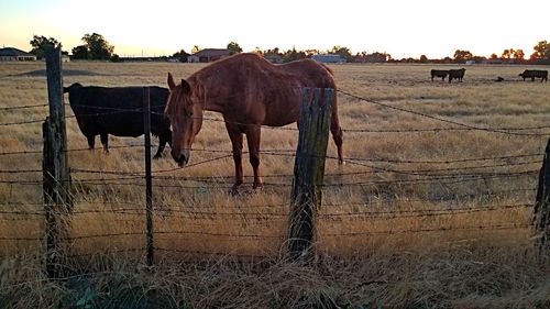 Horses in a field