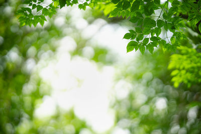 Close-up of flowering plant against trees