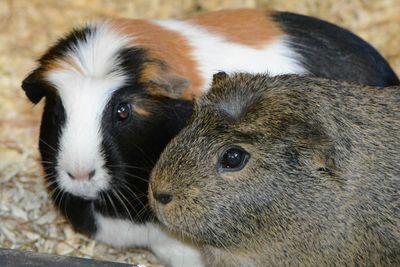 Close-up portrait of cat in cage