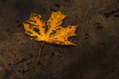 High angle view of yellow maple leaf on land