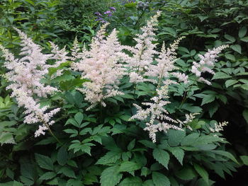 White flowers blooming on plant