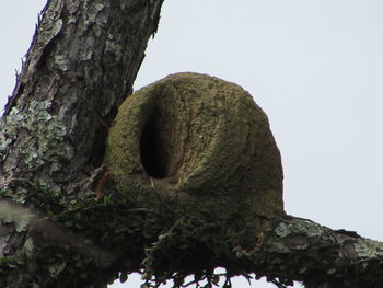 Low angle view of tree trunk against clear sky