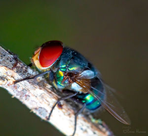 Close-up of fly on leaf