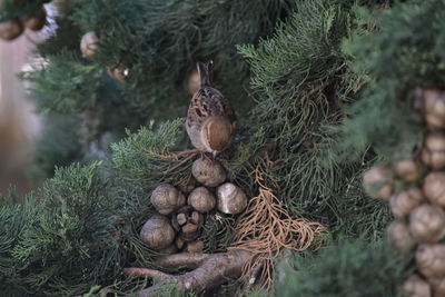 High angle view of pine cone on tree