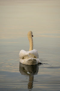 Swan swimming in lake