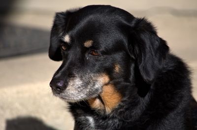 Close-up of black dog