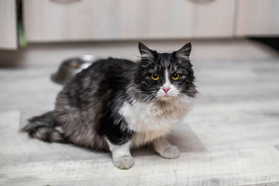 Portrait of cat sitting on floor